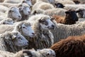 The sheep peacefully graze in the pen. A lot of beautiful lambs. The rays of the sun illuminate the white, black, and brown wool Royalty Free Stock Photo