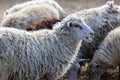 The sheep peacefully graze in the pen. A lot of beautiful lambs. The rays of the sun illuminate the white, black, and brown wool Royalty Free Stock Photo