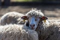 The sheep peacefully graze in the pen. A lot of beautiful lambs. The rays of the sun illuminate the white, black Royalty Free Stock Photo