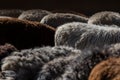 The sheep peacefully graze in the pen. A lot of beautiful lambs. The rays of the sun illuminate the white, black, and brown wool Royalty Free Stock Photo