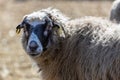 The sheep peacefully graze in the pen. A lot of beautiful lambs. The rays of the sun illuminate the white, black, and brown wool Royalty Free Stock Photo