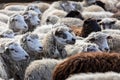 The sheep peacefully graze in the pen. A lot of beautiful lambs. The rays of the sun illuminate the white, black, and brown wool Royalty Free Stock Photo