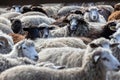 The sheep peacefully graze in the pen. A lot of beautiful lambs. The rays of the sun illuminate the white, black, and brown wool Royalty Free Stock Photo