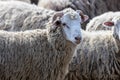 The sheep peacefully graze in the pen. A lot of beautiful lambs. The rays of the sun illuminate the white, black, and brown wool Royalty Free Stock Photo