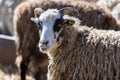 The sheep peacefully graze in the pen. A lot of beautiful lambs. The rays of the sun illuminate the white, black, and brown wool Royalty Free Stock Photo