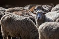 The sheep peacefully graze in the pen. A lot of beautiful lambs. The rays of the sun illuminate the white, black, and brown wool Royalty Free Stock Photo