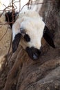 Sheep peaking from behind the tree