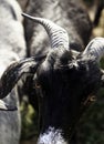 Sheep in pen Royalty Free Stock Photo