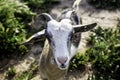 Sheep in pen Royalty Free Stock Photo