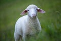 Sheep Royalty Free Stock Photo