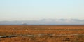 Sheep, Pilling Marsh, Ferry, Lake District Hills