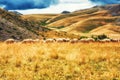 Sheep on the plains of Mavrovo national park, Macedonia Royalty Free Stock Photo