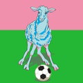 Sheep playing football