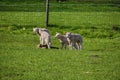 Sheep with playing young lambs on a green grass meadow in Nieuwerkerk aan den IJssel Royalty Free Stock Photo