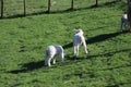 Sheep with playing young lambs on a green grass meadow in Nieuwerkerk aan den IJssel Royalty Free Stock Photo