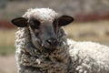 Sheep poertrait wild animal black face white Wool Royalty Free Stock Photo