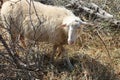 sheep in polyrinia in crete (greece) Royalty Free Stock Photo