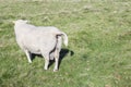 Sheep pooping in the field. copy space Royalty Free Stock Photo