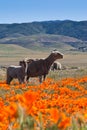 Sheep in Poppy field Royalty Free Stock Photo