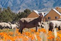 Sheep in Poppy field Royalty Free Stock Photo