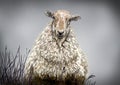 Sheep portrait Royalty Free Stock Photo