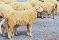 Sheep portrait Royalty Free Stock Photo