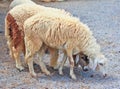 Sheep portrait Royalty Free Stock Photo