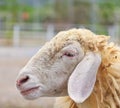Sheep portrait Royalty Free Stock Photo