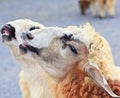 Sheep portrait Royalty Free Stock Photo