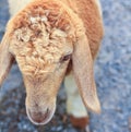 Sheep portrait Royalty Free Stock Photo