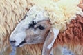 Sheep portrait Royalty Free Stock Photo