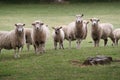 Sheep portrait