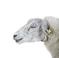 Sheep portrait close up. Beauriful young furry sheep isolated on white background. Farm animals