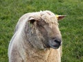 Sheep Portrait, Crookham, Northumberland UK