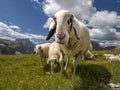 Sheep portrait on dolomites mountains background Royalty Free Stock Photo