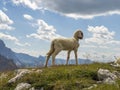 Sheep portrait on dolomites mountains background Royalty Free Stock Photo