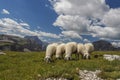 Sheep portrait on dolomites mountains background panorama Royalty Free Stock Photo