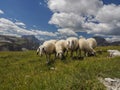 Sheep portrait on dolomites mountains background panorama Royalty Free Stock Photo