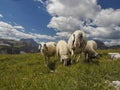 Sheep portrait on dolomites mountains background panorama Royalty Free Stock Photo