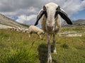 Sheep portrait on dolomites mountains background panorama Royalty Free Stock Photo