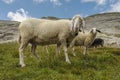 Sheep portrait on dolomites mountains background panorama Royalty Free Stock Photo