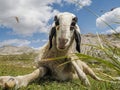 Sheep portrait on dolomites mountains background panorama Royalty Free Stock Photo