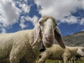 Sheep portrait on dolomites mountains background panorama Royalty Free Stock Photo