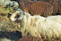 White grazing sheep