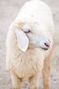 Sheep portrait on a field Royalty Free Stock Photo