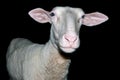 Sheep portrait Isolated on the black Royalty Free Stock Photo