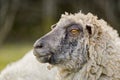 Sheep portrait. unshorn sheep in a spring field. Sheep looking to camera, Farming, free grazing concept Royalty Free Stock Photo