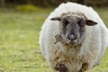 Sheep portrait. unshorn sheep in a spring field. Sheep looking to camera, Farming, free grazing concept Royalty Free Stock Photo