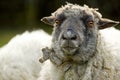 Sheep portrait. unshorn sheep in a spring field. Sheep looking to camera, Farming, free grazing concept Royalty Free Stock Photo