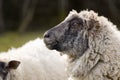 Sheep portrait. unshorn sheep in a spring field. Sheep looking to camera, Farming, free grazing concept Royalty Free Stock Photo